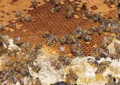 beeswax-basics-02 beeswax basics