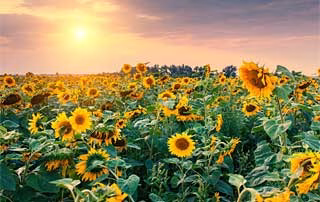 sunflower-field-featured-img The versatility of Koster Keunen’s natural waxes, and the wide range of natural wax options provides formulators with a host of options to meet challenges in cosmetics and personal care.