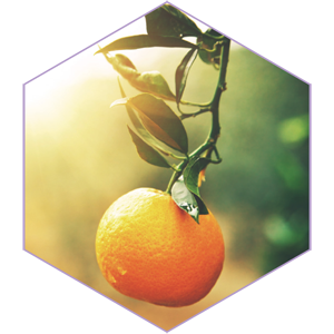 Amber Waves Waterless Hair Conditioning Bar