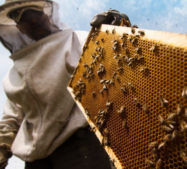 Supporting the Foundations of Beekeeping industries served