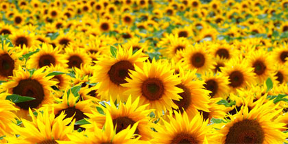 Sunflower Wax Chemistry