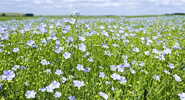 Organic Vegan Emulsifying Wax