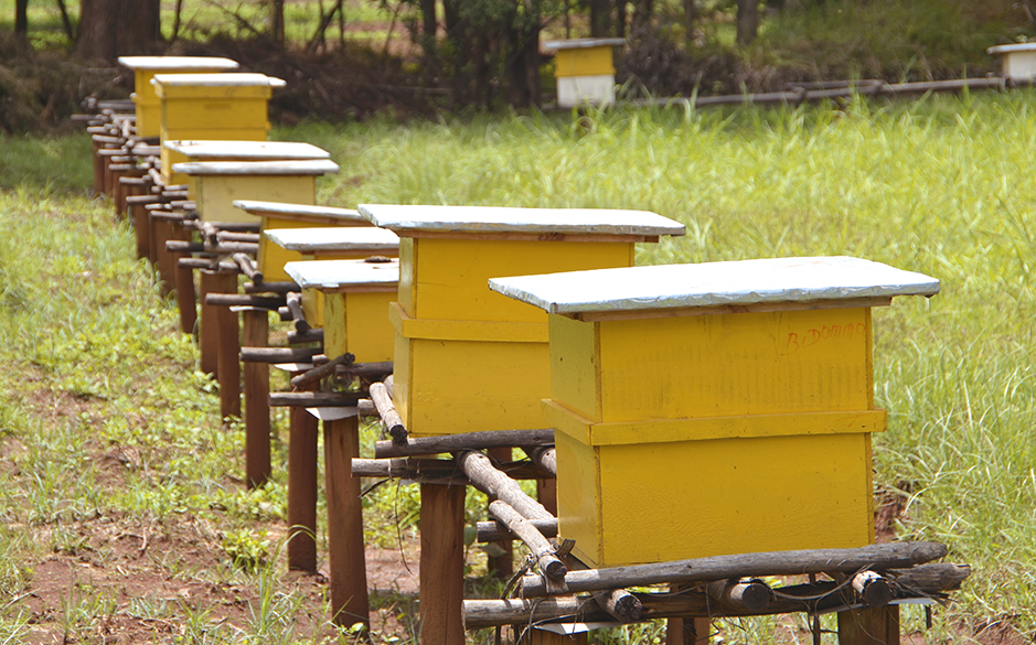 A row of yellow beehives in a field