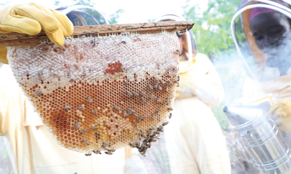The Beekeeping Women of Ghana