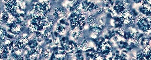 PLM Crystallization Photo